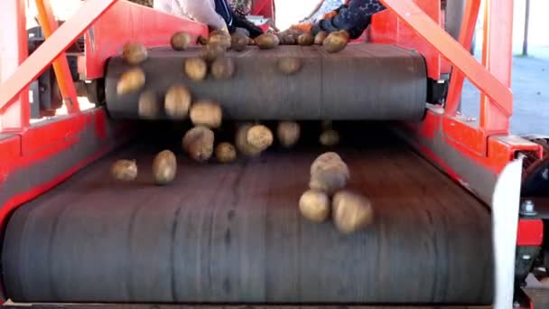 Närbild. arbetstagare i handskar sorterande igenom potatis manuellt på transportband. potatis sätts i stora trälådor för förpackningar. Potatis sortering på farm, sektorn för jordbruksproduktion. — Stockvideo