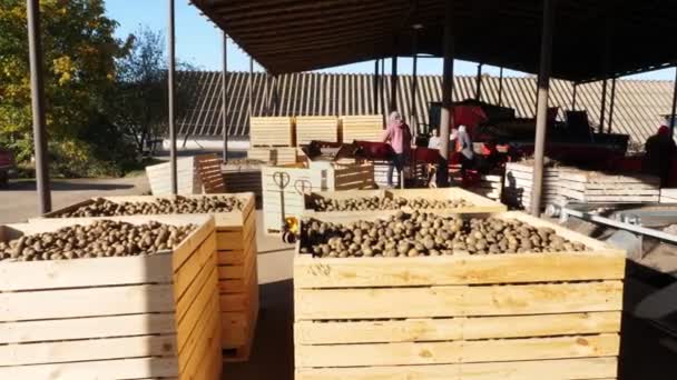 Hasat patates, büyük ahşap kutularda duran kutuları, dolu dön. patates Satılık pazara gitmek için bekliyor. yıllık patates süre çiftlikte hasat. Tarımsal üretim sektörü. — Stok video