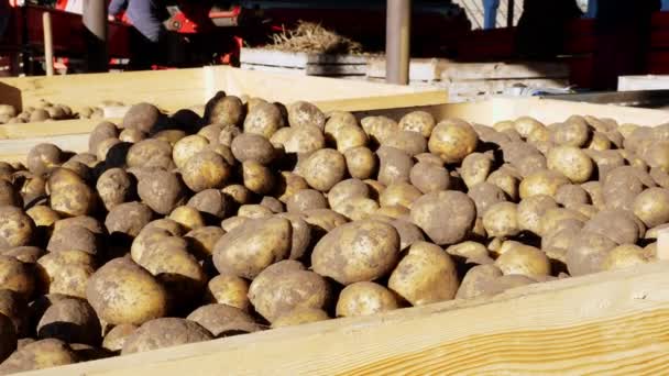 Збирається картопля, що стоїть у великих дерев'яних контейнерах, коробках, заповнених зверху. картопля чекає на продаж. щорічний період збору картоплі на фермі. сектора сільськогосподарського виробництва . — стокове відео