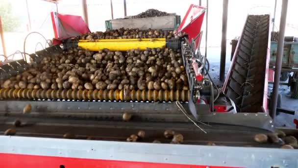Proceso mecanizado especial de clasificación de patatas en la granja. las patatas se descargan en la cinta transportadora, para clasificar a través de, a continuación, poner en cajas de madera para el embalaje. sector de la producción agrícola . — Vídeos de Stock