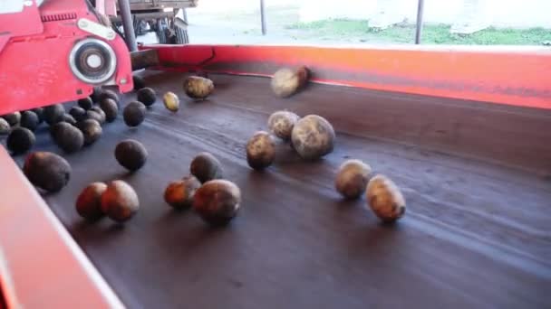 Special mechanized process of Potato sorting at farm. potatoes are unloaded on conveyor belt, for sorting through, then put in wooden boxes for packaging. agricultural production sector. — Stock Video