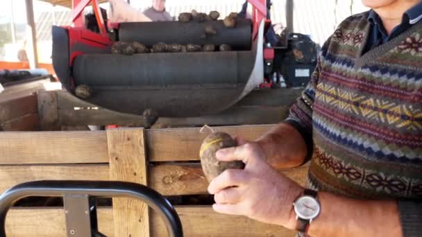 Primo piano. un uomo taglia una patata e mostra la sua qualità. periodo annuale di raccolta delle patate in azienda. patate in attesa di andare ai mercati per la vendita. produzione agricola, agricoltura, agroindustria . — Video Stock