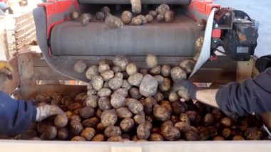 Patates özel mekanize konveyör bant ambalaj için ahşap kutu için yükleme vardır. patates satış pazarlarına gitmek için bekliyor. yıllık patates süre çiftlikte hasat. Tarımsal üretim