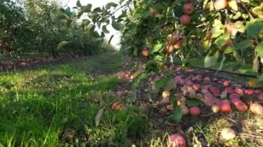 Birçok Olgun elma yerde bir meyve bahçesi içinde elma ağaçlarının altında yatan düşmüş kapatın. erken sonbahar. elma çiftlikte hasat.