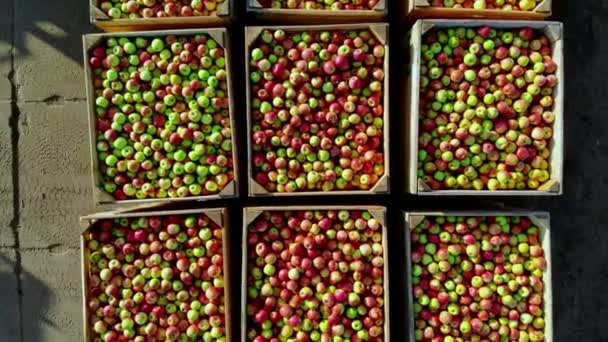 Close-up, aero bovenaanzicht. Houten containers, dozen gevuld naar de top met rijpe rode en groene heerlijke appels, tijdens de jaarlijkse oogstperiode in appelboomgaard. vers geplukte apple oogst op boerderij — Stockvideo