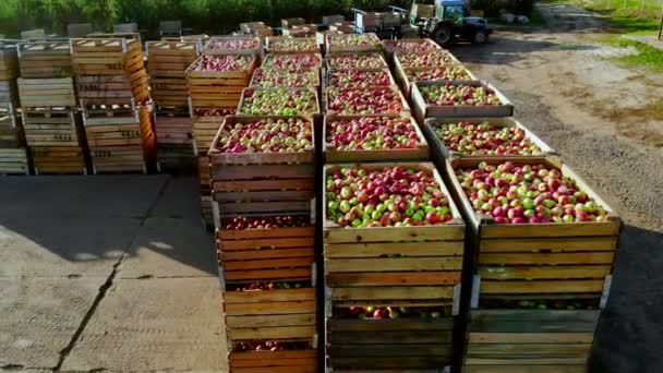 Aero vista dall'alto. contenitori di legno, scatole piene fino alla cima con mele rosse e verdi mature deliziose, durante il periodo di raccolta annuale nel frutteto di mele. raccolto fresco di mele raccolte in azienda — Video Stock