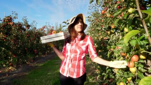 Sotto i raggi del sole, contadina in camicia a quadri e cappello cammina tra i filari di meli. tiene la scatola con mele fresche succose e selettive. raccolta delle mele rosse in giardino, in azienda . — Video Stock