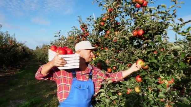 太陽光線では、格子縞のシャツと帽子の男性農家は、ボックス、熟した新鮮なジューシーな選択的なりんごがいっぱいを保持します。彼はリンゴを拾って、リンゴの木の列の間を歩きます。赤いリンゴが庭での収穫します。 — ストック動画