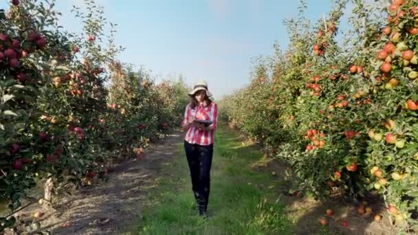 Δείτε ένα νεαρό θηλυκό επαγγελματίες αγρότης ή γεωπόνος εργάζεται στον κήπο μήλο, κάνει σημειώσεις σε ένα δισκίο για καλύτερο έλεγχο της ποιότητας, επικεντρώθηκε στην εργασία... Έξυπνες καλλιέργειες και ψηφιακή γεωργία έννοια. — Αρχείο Βίντεο