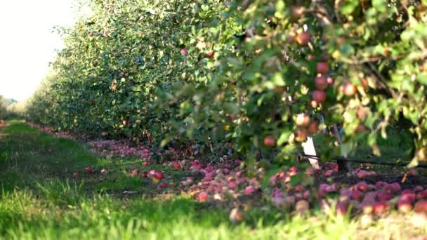 Close up, Muitas maçãs maduras caídas deitadas no chão sob macieiras em um pomar. No início do outono. colheita de maçãs na exploração . — Vídeo de Stock
