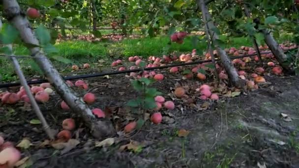 Κοντινό πλάνο, πολλά ώριμα μήλα πεσμένα κείτονταν στο έδαφος κάτω από τα δέντρα της apple σε ένα οπωρώνα. στις αρχές του φθινοπώρου. συγκομιδή των μήλων στο αγρόκτημα. — Αρχείο Βίντεο