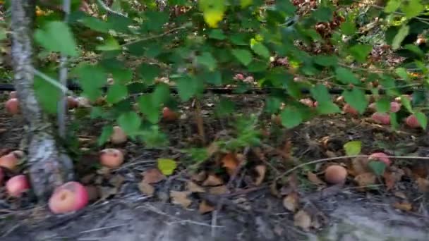 Close up, Muitas maçãs maduras caídas deitadas no chão sob macieiras em um pomar. No início do outono. colheita de maçãs na exploração . — Vídeo de Stock