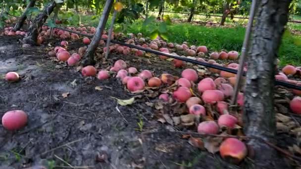 De cerca, Muchas manzanas maduras caídas que yacen en el suelo bajo los manzanos en un huerto. principios de otoño. cosecha de manzanas en la explotación . — Vídeo de stock