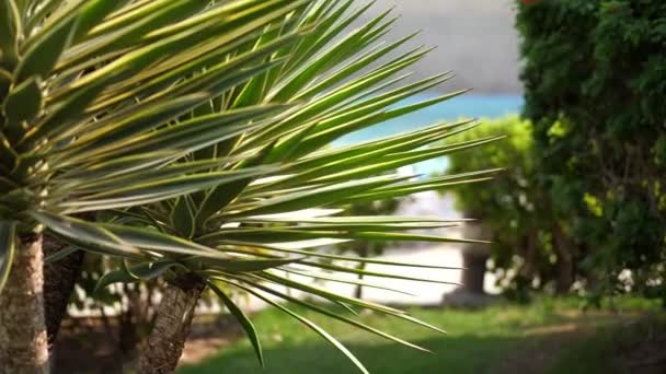 Primo piano, foglie di palma in una calda giornata estiva . — Video Stock