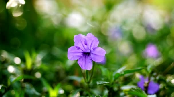 Primo piano bel fiore viola sullo sfondo di verde lussureggiante — Video Stock