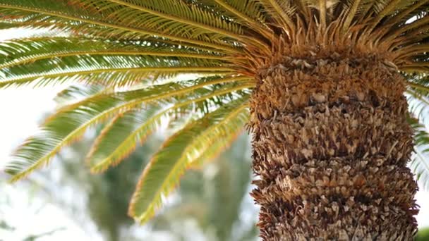 Primer plano, palmera, con un tronco grueso y hojas verdes. caliente día de verano . — Vídeos de Stock