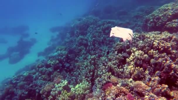 Primer plano de una bolsa de plástico flotando en el mar. Basura en el agua del mar. Contaminación ambiental de la contaminación por residuos plásticos en océanos y mares. Medio ambiente, concepto de contaminación — Vídeos de Stock