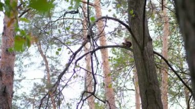 yakın çekim, sararmış sonbahar orman. küçük, ağaçlar dallar kabarık, kırmızı sincap tırmanıyor, atlar