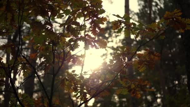Närbild Solnedgång Gulnade Hösten Skogen Flerfärgad Eklöv Som Fladdrar Vinden — Stockvideo