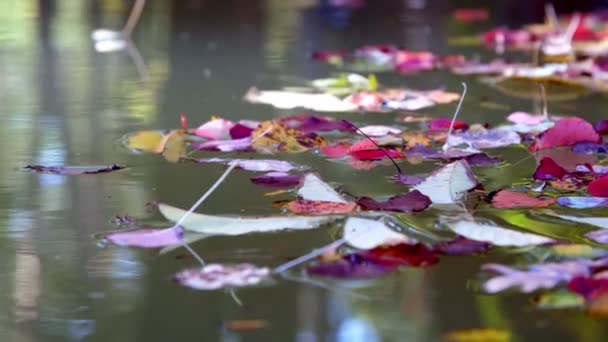 Close-up, in the water of the lake, the autumn forest is reflected, colorful leaves float on the surface of the water. warm autumn sunny day. — Stock Video