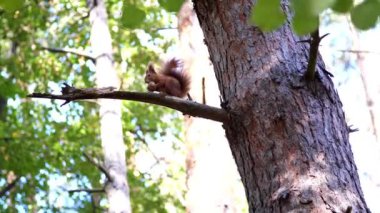 bir dal üzerinde oturan ve bir ceviz, sonbahar Park'ta yemek sincap. sıcak sonbahar güneşli gün.