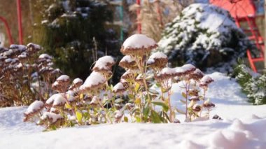 kış, soğuk, karlı, güneşli bir gün. yakın çekim, sonsuza dek yeşil çiçekler, çalılar, bahçedeki bir flowerbed üzerinde kar kalın bir tabaka altında sakladı.