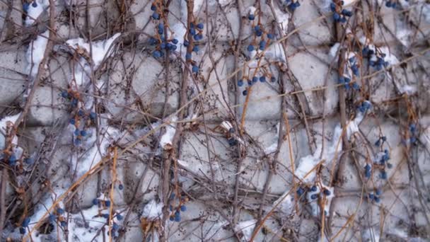 Primo piano, uva azzurra secca su rami nudi di cespugli, sotto neve, su uno sfondo di una parete di mattoni. inverno, gelido, nevoso, giornata di sole . — Video Stock