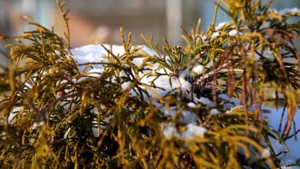 Zimní, mrazivá, zasněžená, slunečný den. detail, věčně zelených keřů, na záhonu na zahradě ukryl pod silnou vrstvou sněhu. — Stock video