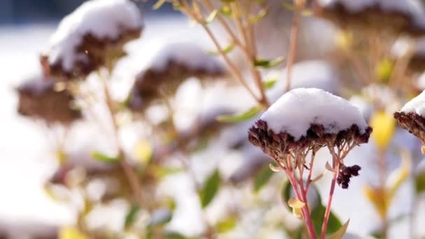 Kış, soğuk, karlı, güneşli bir gün. yakın çekim, sonsuza dek yeşil çiçekler, çalılar, bahçedeki bir flowerbed üzerinde kar kalın bir tabaka altında sakladı. — Stok video