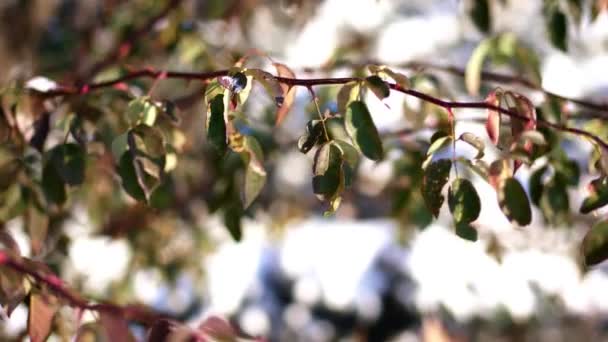 Primer plano, hojas secas congeladas en las ramas del árbol, bajo la nieve, invierno, helada, nevada, día soleado . — Vídeo de stock