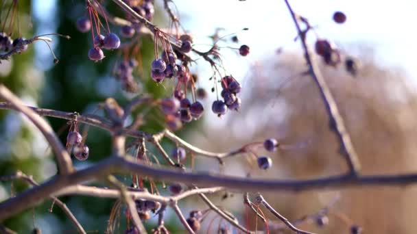 Close-up. gedroogd hemelse appels op de kale takken van een appelboom, in poedervorm met sneeuw. winter, ijzig, besneeuwde, zonnige dag. — Stockvideo