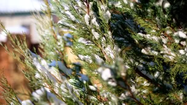 Inverno, gelado, nevado, dia ensolarado. close-up, eternamente verde thuja arbustos, em um canteiro de flores no jardim escondido sob uma espessa camada de neve . — Vídeo de Stock