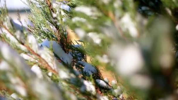 Téli, fagyos, havas, napsütéses nap. közeli, örökké zöld thuja bokrok a kertben egy virágágyásba elbújt alatt vastag hótakaró. — Stock videók