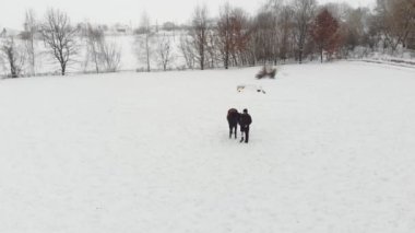Aero, en iyi görünüm, kış, Engelli adam karlı alan siyah ata yakın duruyor. Sağ bacağı yerine protez var. o ata, hippoterapi binmek öğrenir. hayvanlarla Engelli rehabilitasyonu.