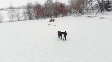 Aero, en iyi görünüm, kış, Engelli adam karlı alan siyah ata yakın duruyor. Sağ bacağı yerine protez var. o ata, hippoterapi binmek öğrenir. hayvanlarla Engelli rehabilitasyonu.