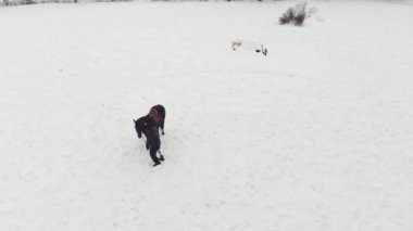 Aero, en iyi görünüm, kış, Engelli adam karlı alan siyah ata yakın duruyor. Sağ bacağı yerine protez var. o ata, hippoterapi binmek öğrenir. hayvanlarla Engelli rehabilitasyonu.