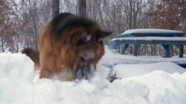 Büyük Alman köpek, bir çoban, çalış ve büyük bir rüzgârla oluşan kar yığını içinde eğlenceli vardır. yüzünü karla kaplı. mutlu.
