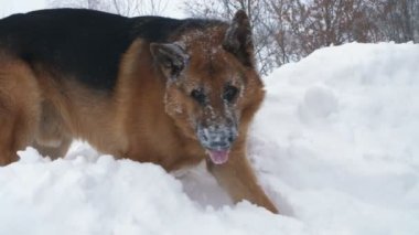 Büyük Alman köpek, bir çoban, çalış ve büyük bir rüzgârla oluşan kar yığını içinde eğlenceli vardır. yüzünü karla kaplı. mutlu