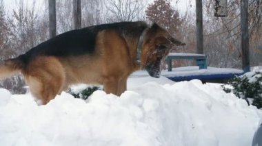 Büyük Alman köpek, bir çoban, çalış ve büyük bir rüzgârla oluşan kar yığını içinde eğlenceli vardır. yüzünü karla kaplı. mutlu.