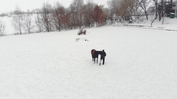 エアロ、トップ ビュー冬、無効になっている男性は、雪原に黒い馬そばに立ちます。彼は彼の右脚ではなく義足を持っています。彼は、乗馬療法の馬に乗ることを学ぶ。動物と障害者のリハビリテーション. — ストック動画