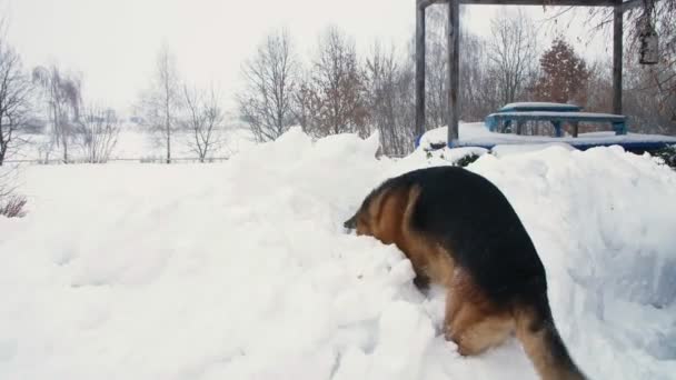 Grote Duitse hond, een herder, speelt en plezier heeft in een grote sneeuwjacht. zijn gezicht is bedekt met sneeuw. Hij is blij. — Stockvideo