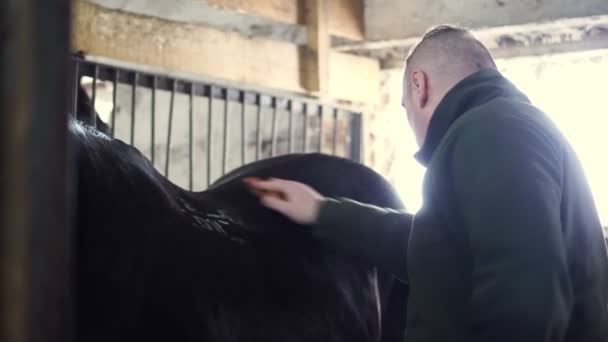 Nella stalla, un uomo che si prende cura di un cavallo nero purosangue. spazzola i crini con una spazzola speciale, pettina la criniera — Video Stock