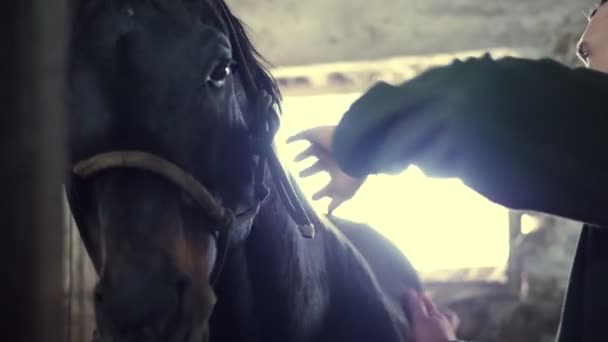 En el establo, un hombre que cuida de un caballo negro de pura sangre. cepilla crin de caballo con un cepillo especial, peina su melena — Vídeos de Stock
