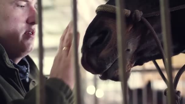 Крупным планом, в конюшне, мужчина гладит морду чистокровной черной лошади — стоковое видео