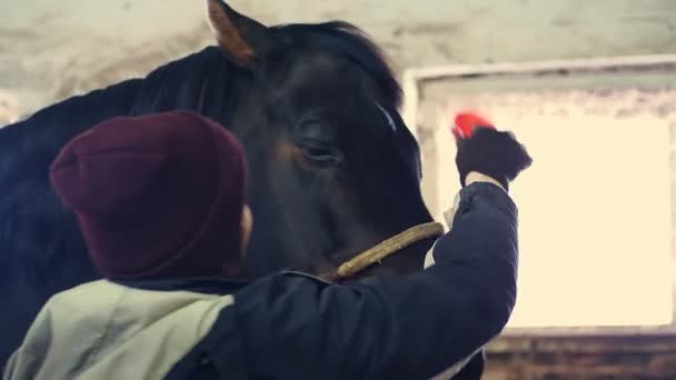 在马厩里 一个女人照顾纯种马 她用一种特殊的刷子刷马毛 梳理他的毛 — 图库视频影像