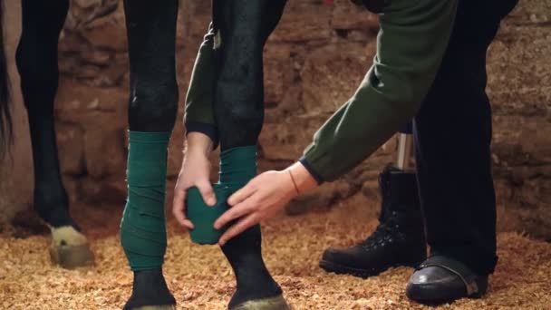 Γκρο πλαν, ένας άνθρωπος επίδεση άλογα πόδι. Πόδια αλόγων προστατεύονται με επιδέσμους — Αρχείο Βίντεο