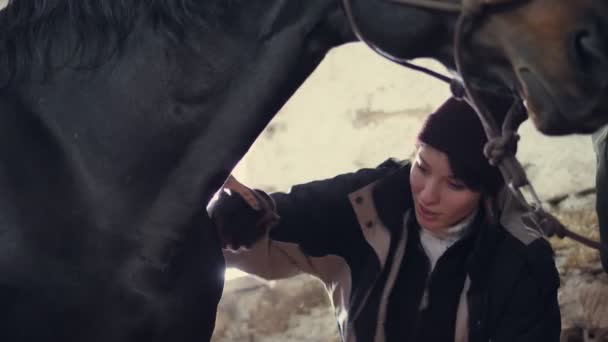 En el establo, una mujer que cuida de un caballo negro de pura sangre. cepilla crin de caballo con un cepillo especial, peina su melena — Vídeos de Stock