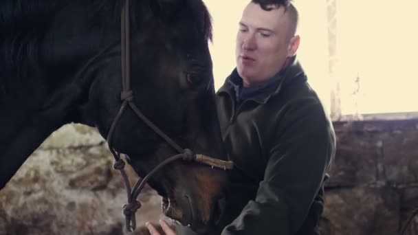 Gros plan, dans une écurie, un homme caresse le museau d'un pur-sang, cheval noir — Video