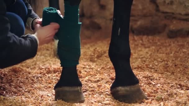 Gros plan, un homme bandant une jambe de cheval. Les jambes de cheval sont protégées par des bandages — Video