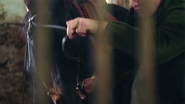 Em um estábulo, close-up, um homem prende um freio e rédeas no focinho de um cavalo puro-sangue, preto. prepara um cavalo para montar — Vídeo de Stock
